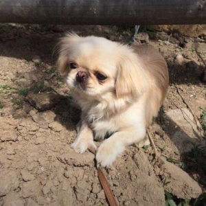 pekines diwidi 1,7 ayliq cute getmiyib qiymet sond