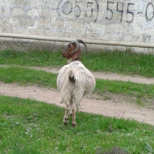Sekildeki bogaz keci satilir. En geci gelen aya dogacey. Real aliciya