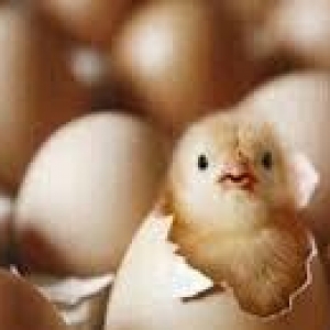 brama dark qold yumurtalar 1eded 3azn mayali temiz sort temiz qandilar
