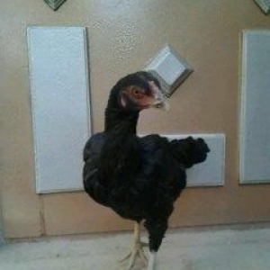 Super heyrati fere satilir. 1 yasi var. Doyuskendir. Real aliciya