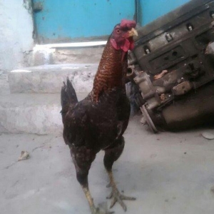 Heyratı xoruzu satiram.
1 il 6 ayliqdi.
Giymetde razilasmaq olar.