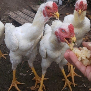 Ağ Şamo cinsi 8 aylıq heyrati becələr uc dənədi ikisi satilir real ali
