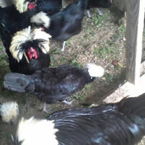 Rahibə. 3-4 günlük cücələri satılır. Boş bekar adamlar narahat etməsün