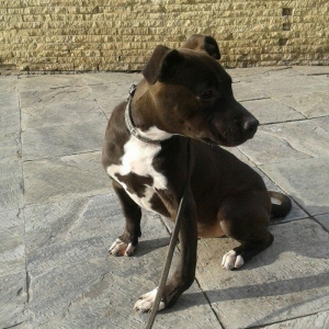 satilir  pitbull