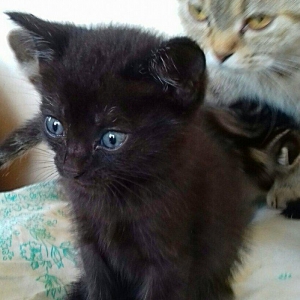 Шотландские котята 1 месяц �