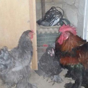1 yaş yarım kokinxod xoruzu 2 gərəsi hazır damazlıq heyvanlardır tam s