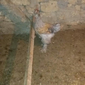 6 aylığ brama xoruzu tam sağlamdı bütün vaksinləri olunub qiyməti 100