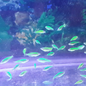 Glofish yaşıl danio 2sm şəkillər orjinaldı.