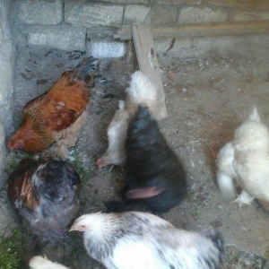 salam brama satram 60 manata ancaq xoryz dlar 7 aylqdi