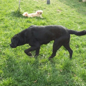 8 aylıq erkey labrador satılır peyvendli