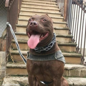 Temiz pitbull balalarıdı 4- dene dişi qalıb 200 manata telesin aşağı y