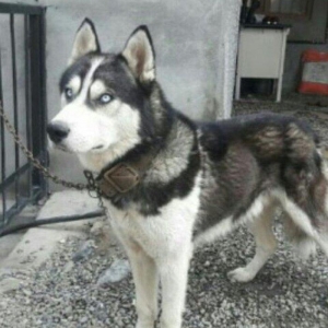 Xaski balalari temiz qan teze olublar. Anasinin atasinin sekli var bax