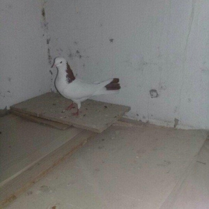 Salam Quş satlır qırmızı boyundu erkəydi bir az başında əyrilik var od