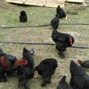 bece ve fereler satilir. toyuq ve xoruzlar da var.