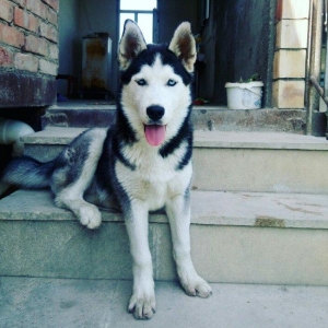 husky tecili satilir isime gore baxa bilmirəm