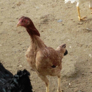 heyrati fereler 3 ededi biri 20 manat hamsini götürene endirim ederem