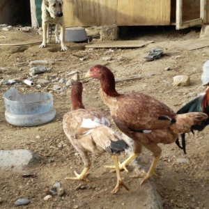 heyrati fereler 3 ededi biri 20 manat hamsini götürene endirim ederem