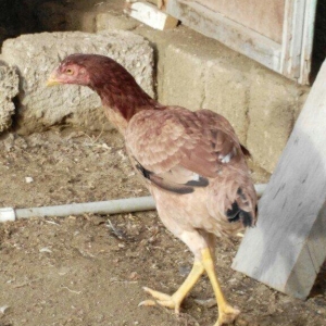 heyrati fereler 3 ededi biri 20 manat hamsini götürene endirim ederem