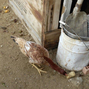heyrati fereler 3 ededi biri 20 manat hamsini götürene endirim ederem