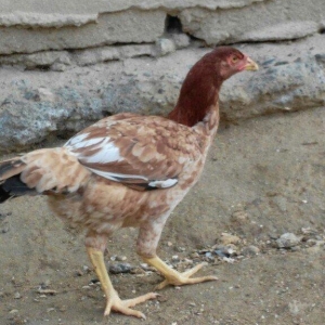 heyrati fereler 3 ededi biri 20 manat hamsini götürene endirim ederem
