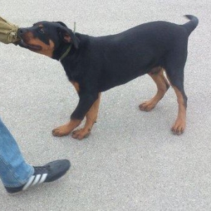 Rottweiler 4 ayliq, erkek. Endirim ederem