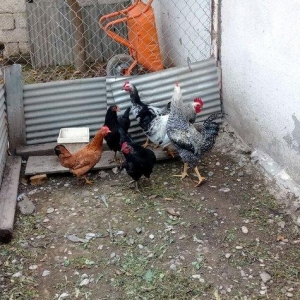 8 ayliq toyuq xoruzlardi, toyuqlar 8 manat, xoruz 