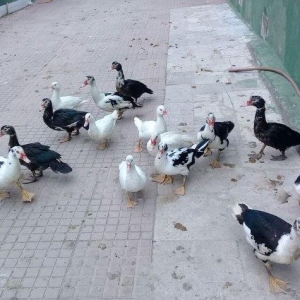 6 ayliq lal ordeklerdi, disi 5 dene, erkey 10a yax