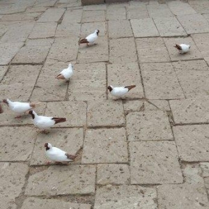 Qara baw,qirmizi baw manaxlar satilir. Erkey maya.