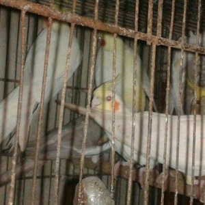 Korella papuqayi tam hazir mayani diwi quwu tam ha