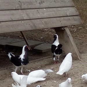 polsa cinsidi cutduler yer yigirlar yumurtaya.tam 