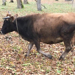 Fermanın boğaz inəkləri münasib qiymətə satılır. Boğaz heyvanlardır.