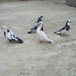 4 denen quwdu.4 u 15 azn.qirmizi boynugullu Erkek.Goy Ag Qened Erkek.C