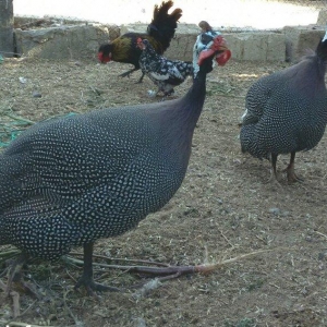 Firəng quşları satıram bir xoruz 2fərə 3ü 5