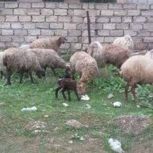 30 ədəd boğaz qoyun, 1 ri balalıyıb, hamsı yelinlidir. 3-5 günə uzağı