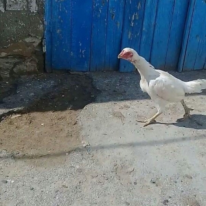 1 il yarimliq heyrati toyuqdu tuleydedi tuleyden s