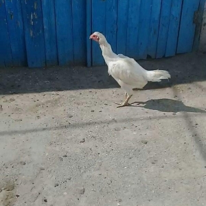 1 il yarimliq heyrati toyuqdu tuleydedi tuleyden sora yumurticey. Supe