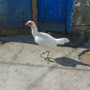 1 il yarimliq heyrati toyuqdu tuleydedi tuleyden sora yumurticey. Supe