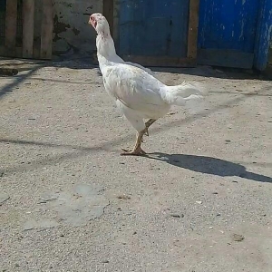 1 il yarimliq heyrati toyuqdu tuleydedi tuleyden sora yumurticey. Supe