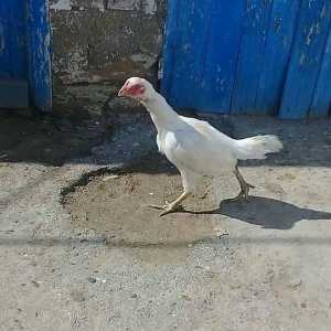 1 il yarimliq heyrati toyuqdu tuleydedi tuleyden sora yumurticey. Supe