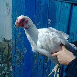 1 il yarimliq heyrati toyuqdu tuleydedi tuleyden sora yumurticey. Supe