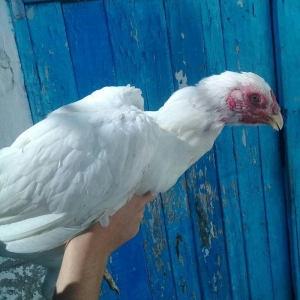 1 il yarimliq heyrati toyuqdu tuleydedi tuleyden sora yumurticey. Supe
