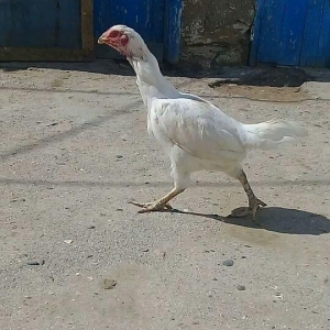 1 il yarimliq heyrati toyuqdu tuleydedi tuleyden sora yumurticey. Supe