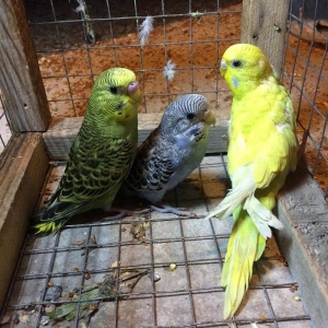 3 dene valnisti satılır Yaşıl erkek 6 aylıq, göy dişi 3 aylıqSarı
