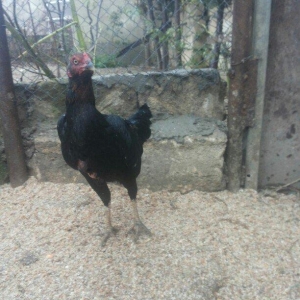 heyrati fere dekabrin 19zu cixib atasi anasi efqan