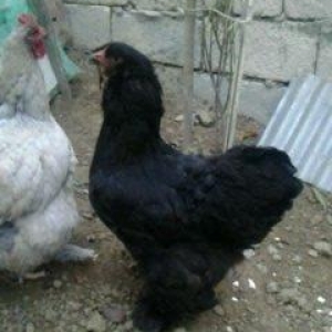 Ela qara brama feresi satilir. 1 yas 7 ayliqdir. T