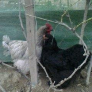 Ela qara brama feresi satilir. 1 yas 7 ayliqdir. Tek qalib deye