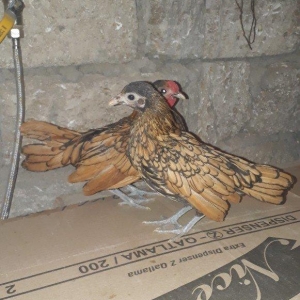 gumuwu boyuklerin qiymeti cutu 80 qizililarin cutu 70 manat qizilini i