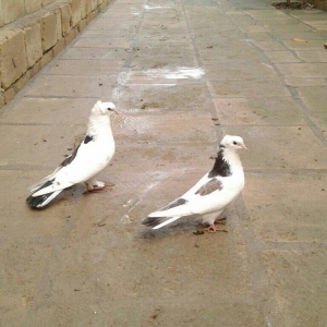 satilir cutu 15 azn xoruz 16 maya 12 tukdu saglam quwdardi