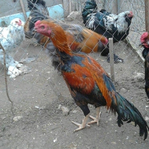 heyerti colpa satlir 6 7aylikdi qiymet son yeri 40