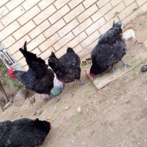 avstralorp cinsi ildə 300 350 yumurta veren cinsdi mayalı yumurtalar o